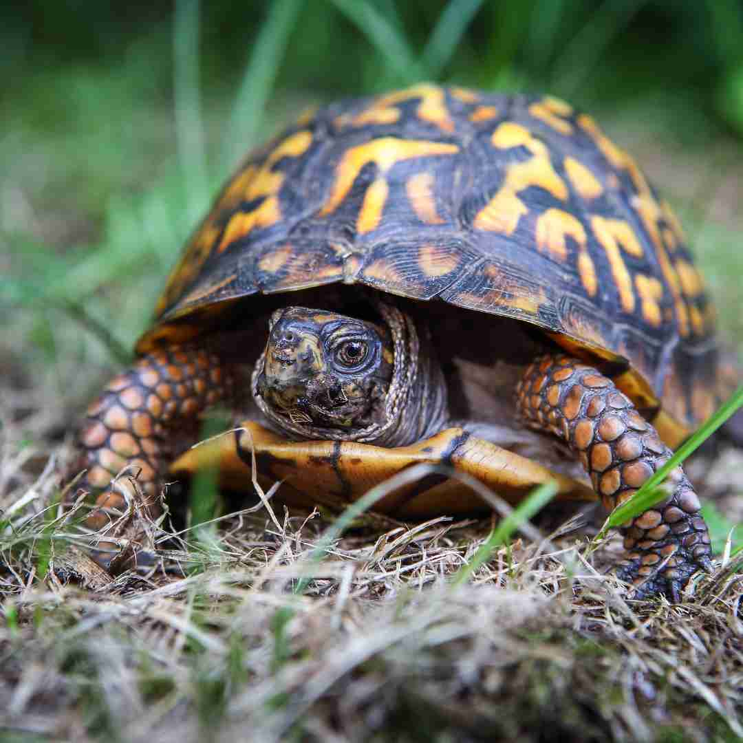 how much is a box turtle