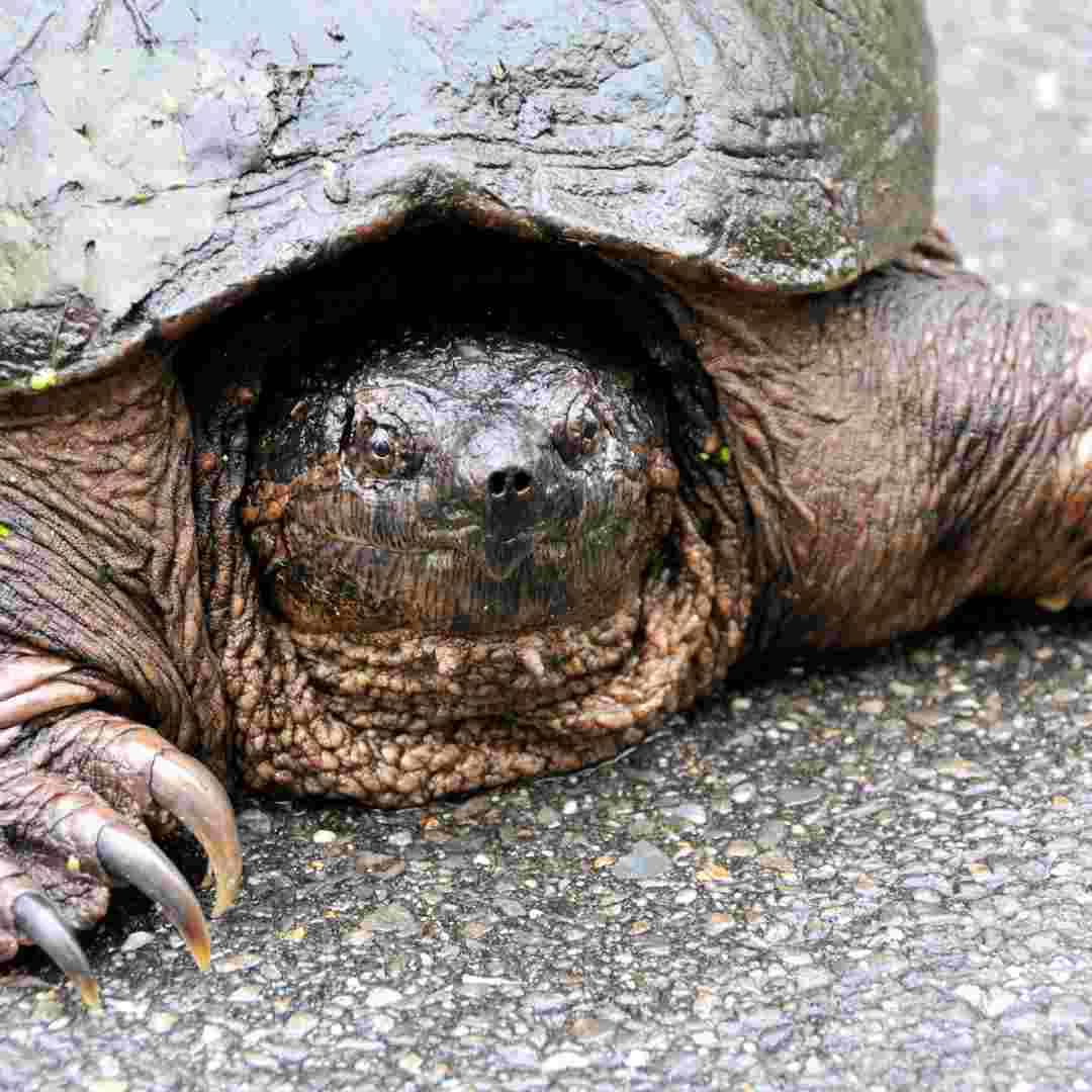 how much is a snapping turtle