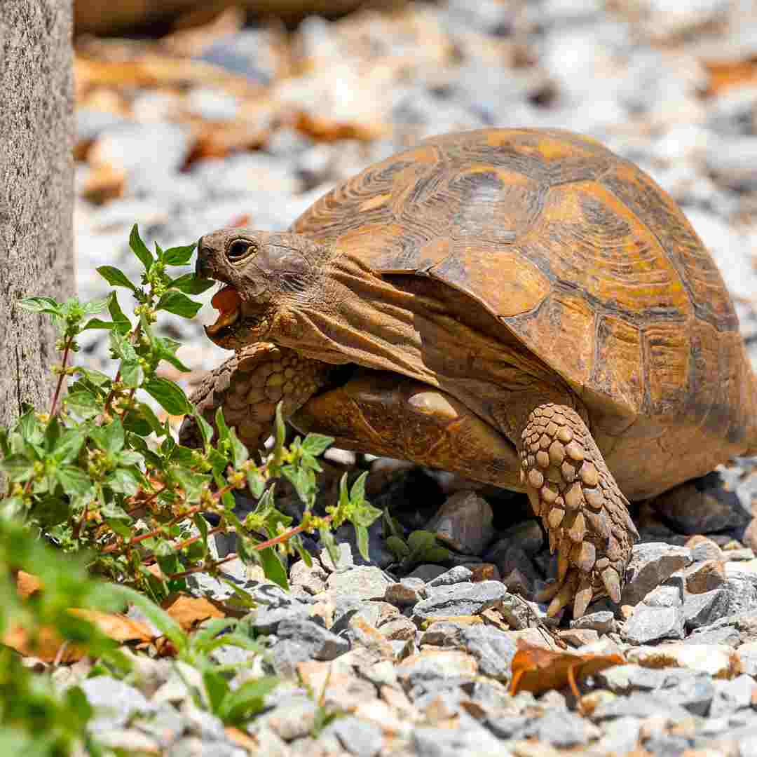 why is turtle eating