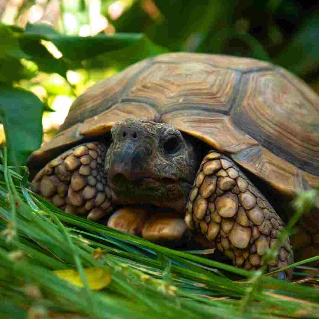 are turtles tortoises