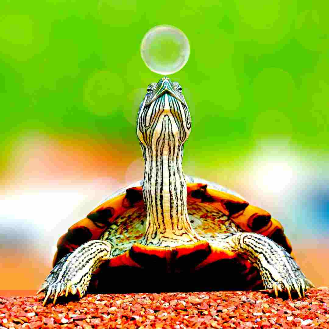 do turtle get high