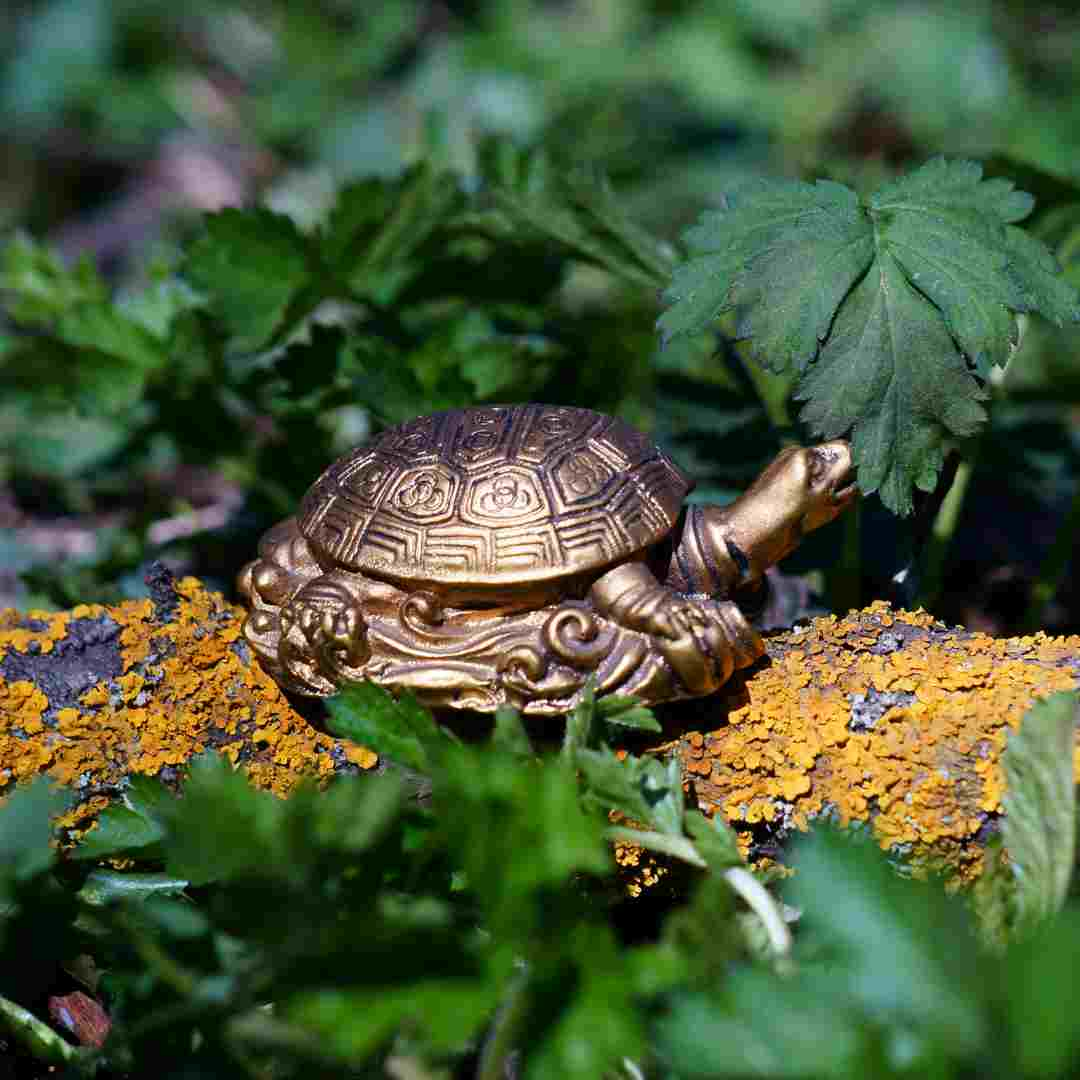 are turtle for good luck