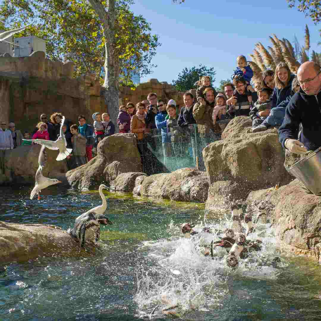 how much is turtle back zoo