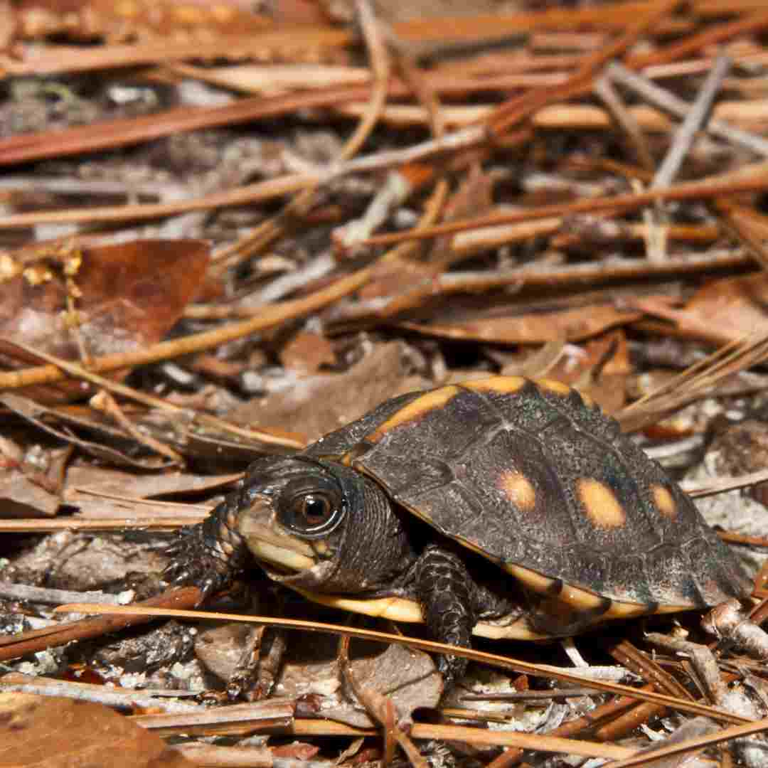 how much are baby box turtles