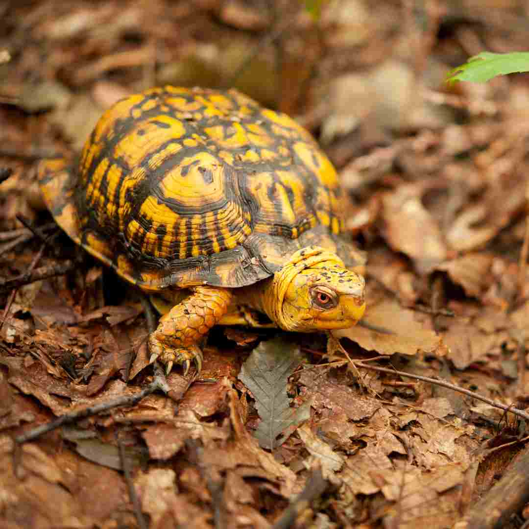 are turtle yellow