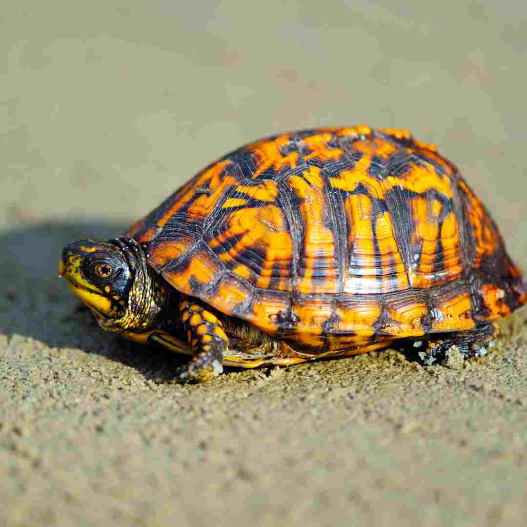 do box turtle need water