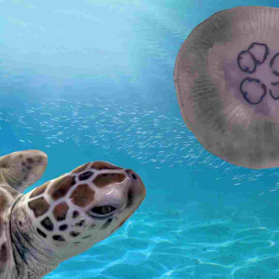 do turtles get high from jellyfish