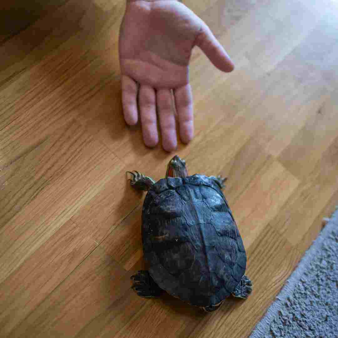 is it ok to keep turtle at home