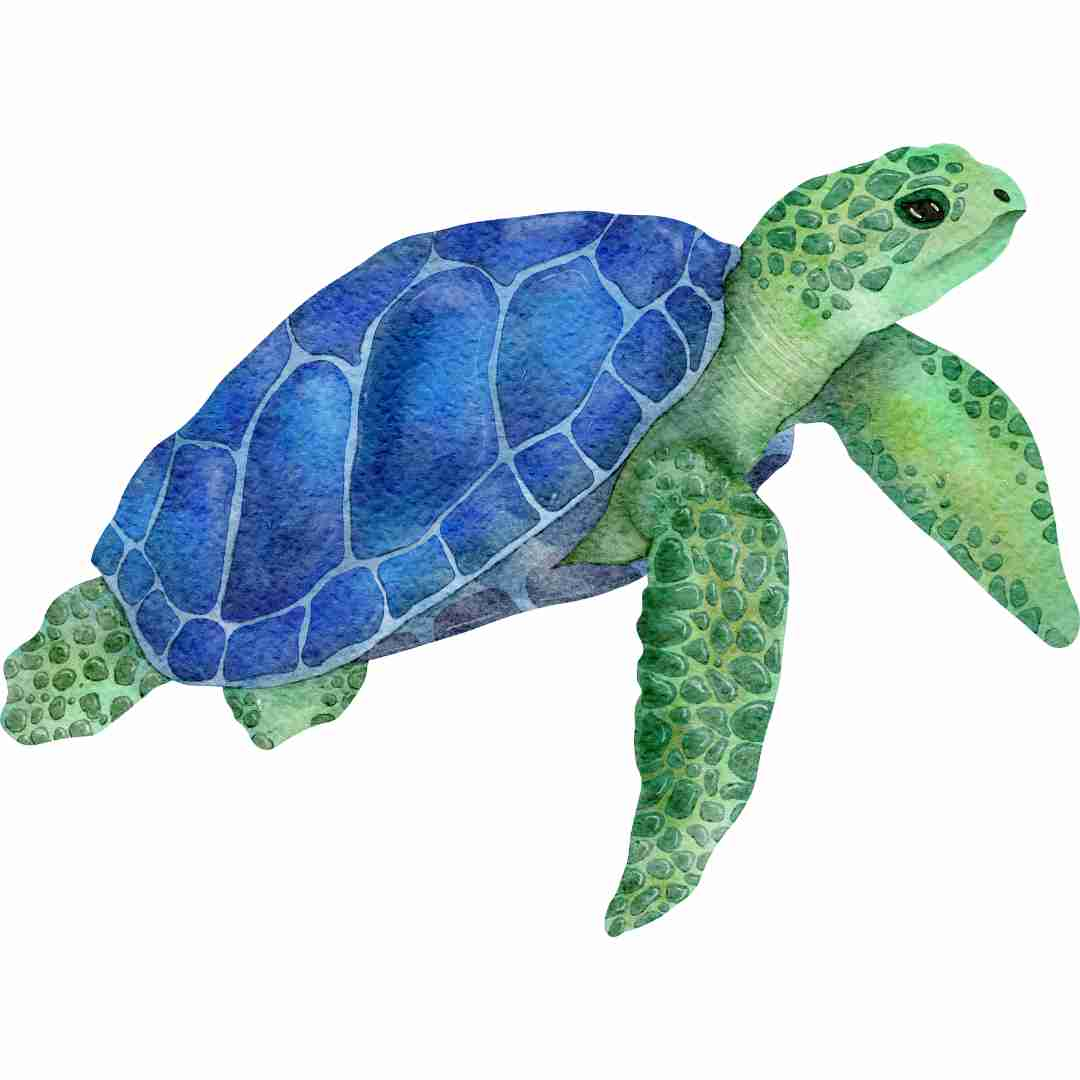 how to draw a turtle