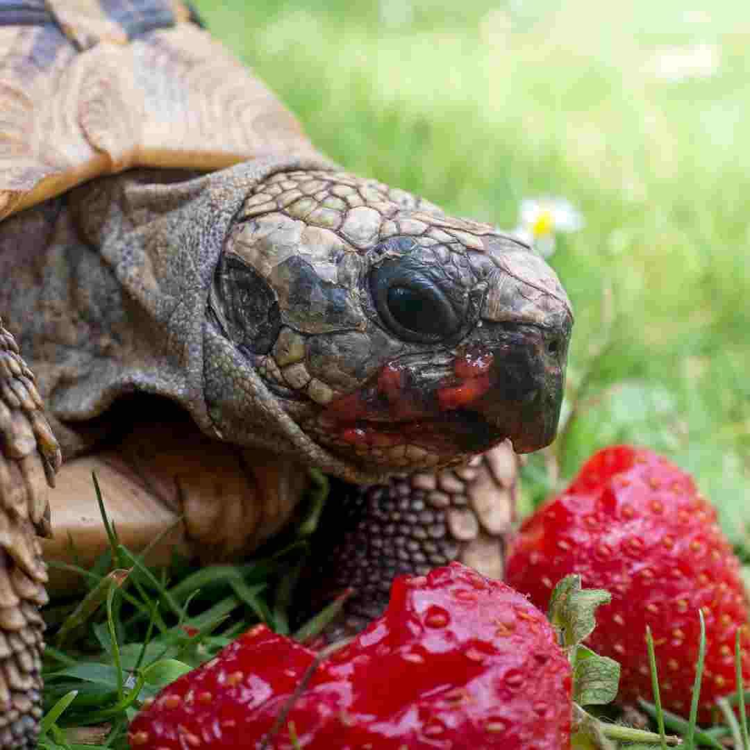 what is the best turtle food