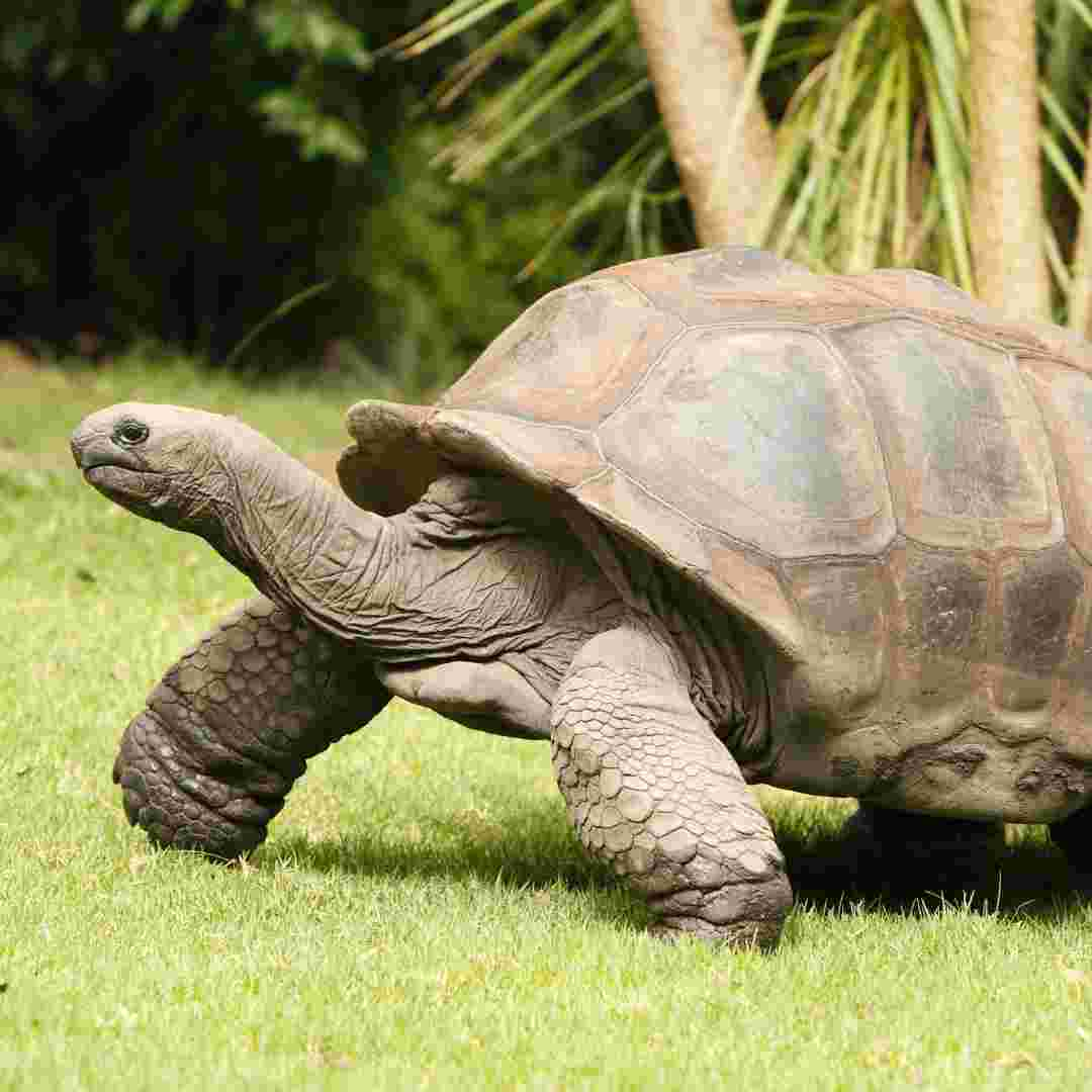 difference between turtle and tortoise