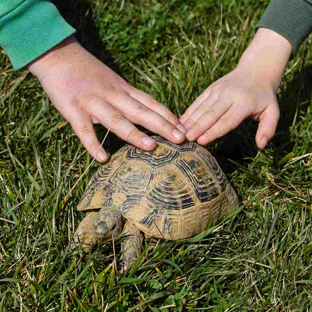 how much does it cost to buy a turtle