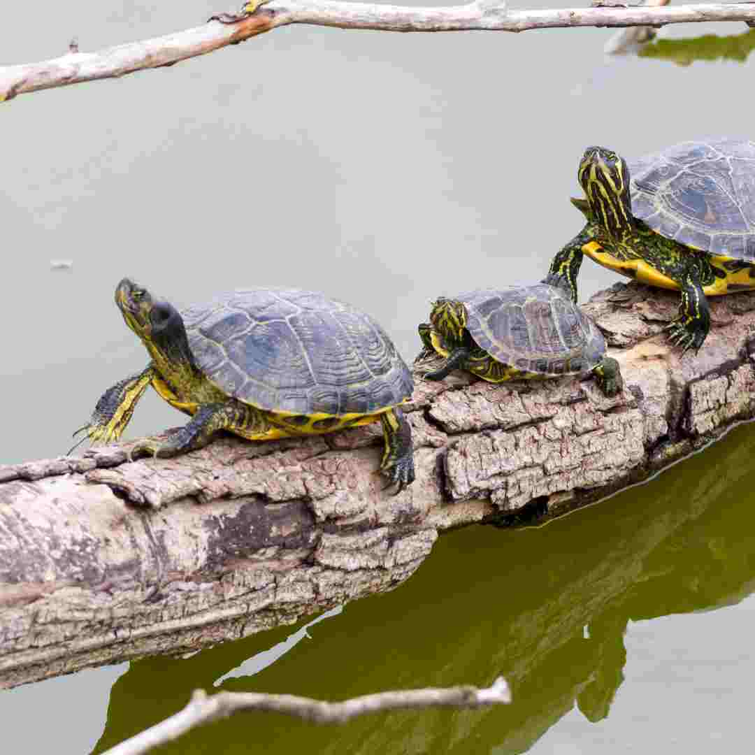 how much turtles are in the world