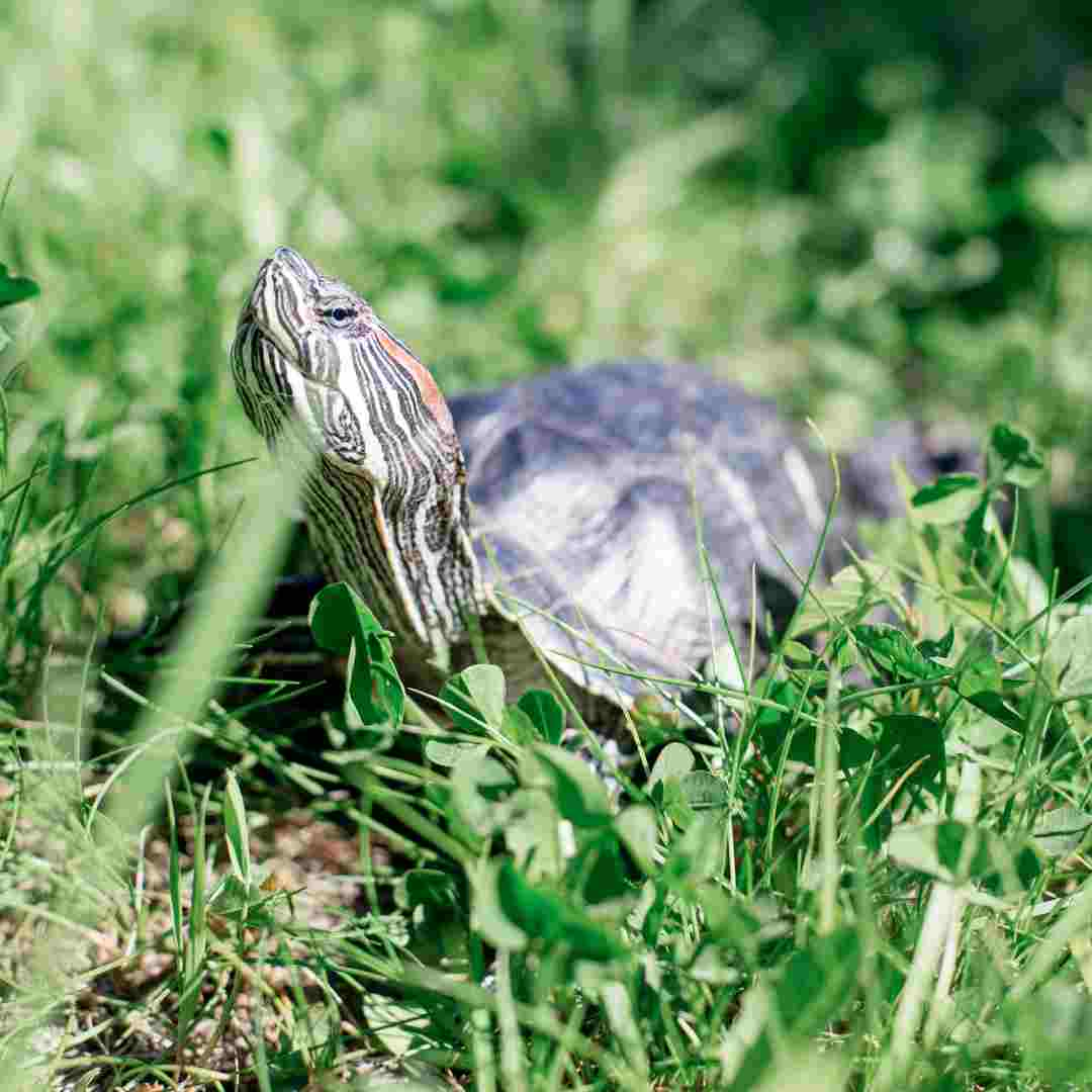 how does a turtle adapt to its environment