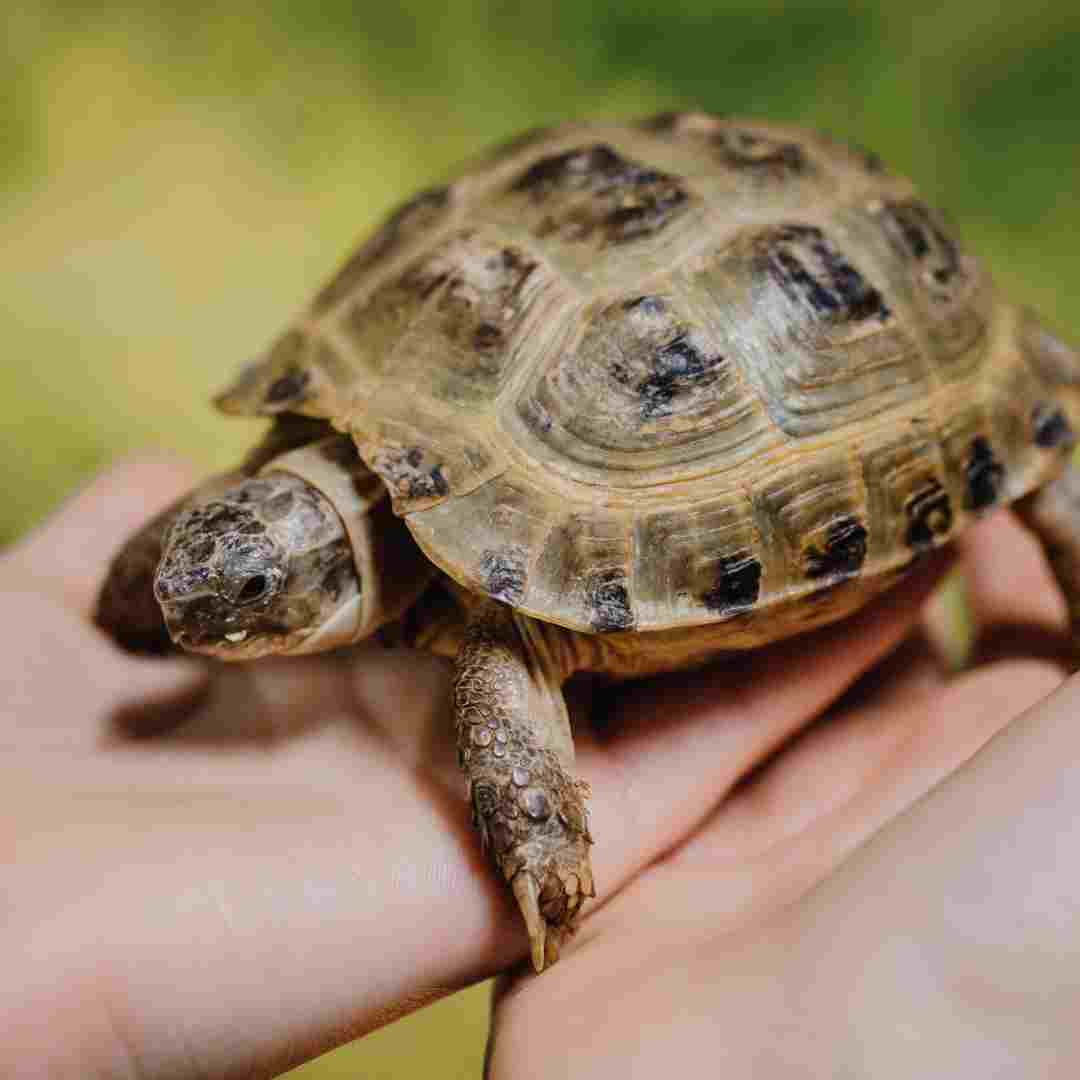 do turtles get attached to their owners