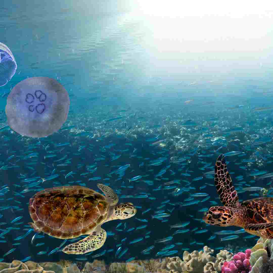 do turtles get high from eating jellyfish