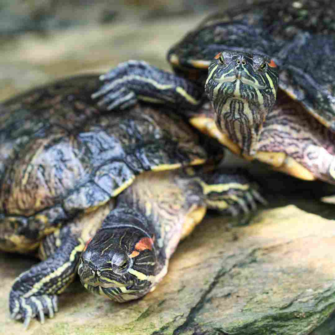 how much is a red eared slider turtle