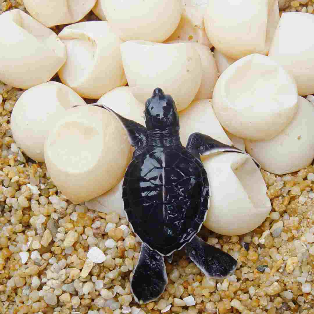 why don’t turtles lay eggs in water